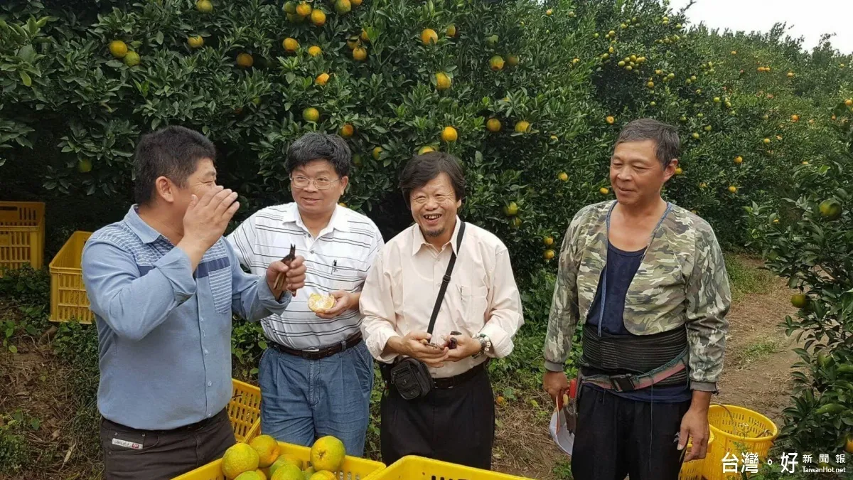 老柑橘樹罹病凋零 農友用藥施肥助「回春」