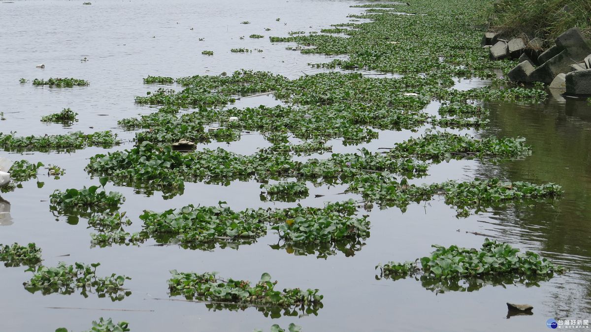 朴子溪下游布袋蓮繁殖迅速 環保生態亮紅燈 朴子溪下游布袋蓮繁殖迅速 環保生態亮紅燈