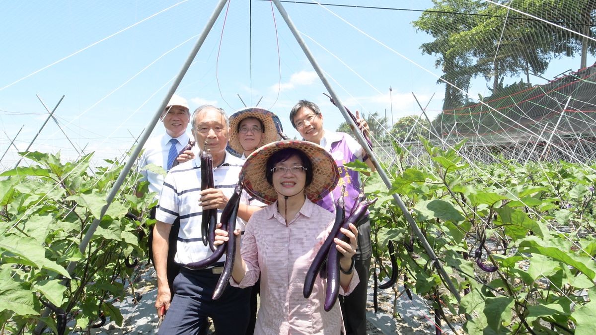 彰化縣長王惠美參訪行銷麻糬茄。(圖/彰化縣政府提供) 彰化縣長王惠美參訪行銷麻糬茄。(圖/彰化縣政府提供)