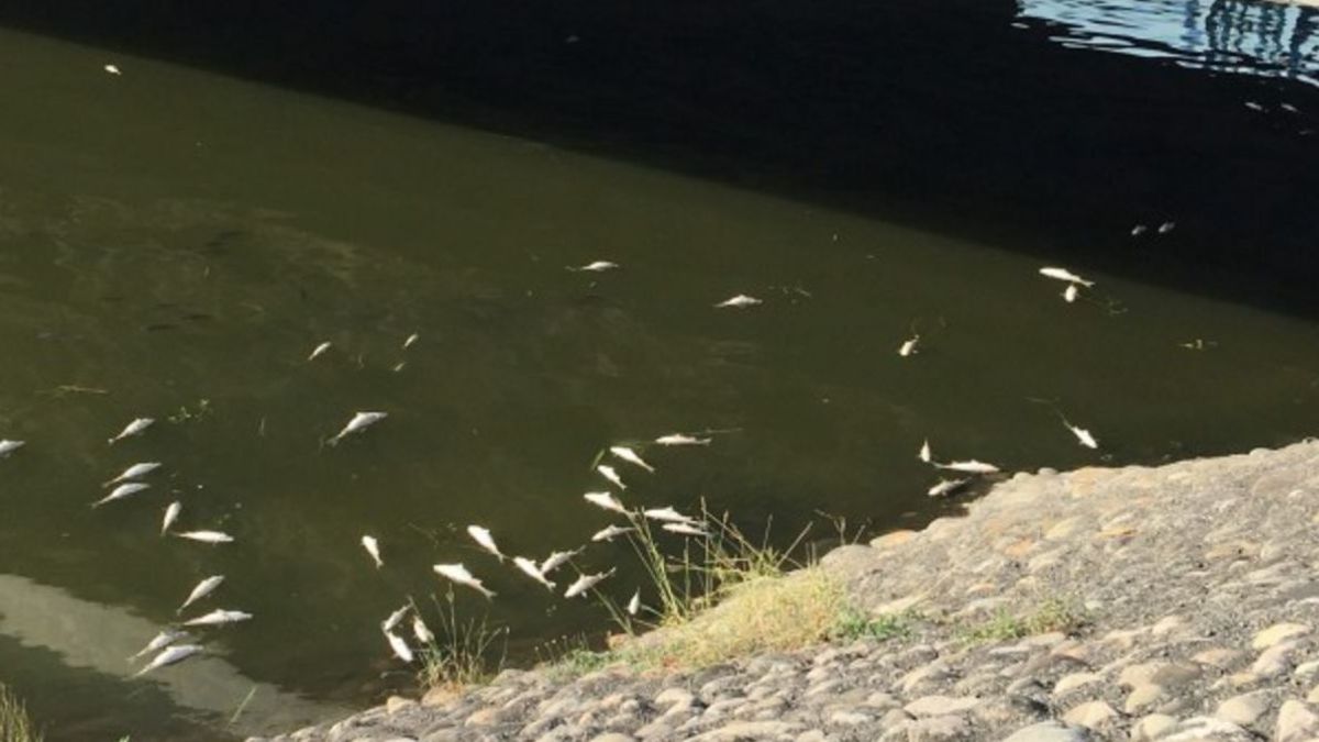 後勁溪發現受廢水污染的死魚。 (資料照,高雄市環保局提供) 後勁溪發現受廢水污染的死魚。 (資料照,高雄市環保局提供)