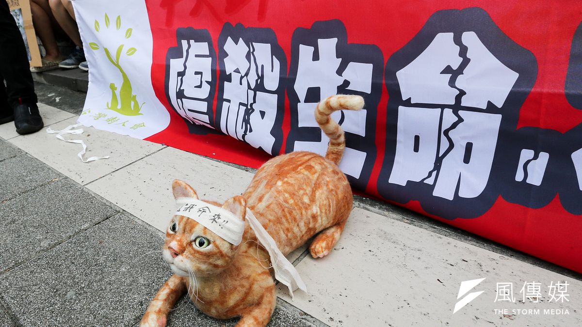 台大大橘子遭到陳皓揚虐待致死,引起社會共憤,但是在嘉義有1名鄞姓男大生,將4隻貓咪虐待至3死1傷,遭嘉義地院判處11個月徒刑。(資料照,陳明仁攝) 台大大橘子遭到陳皓揚虐待致死,引起社會共憤,但是在嘉義有1名鄞姓男大生,將4隻貓咪虐待至3死1傷,遭嘉義地院判處11個月徒刑。(資料照,陳明仁攝)