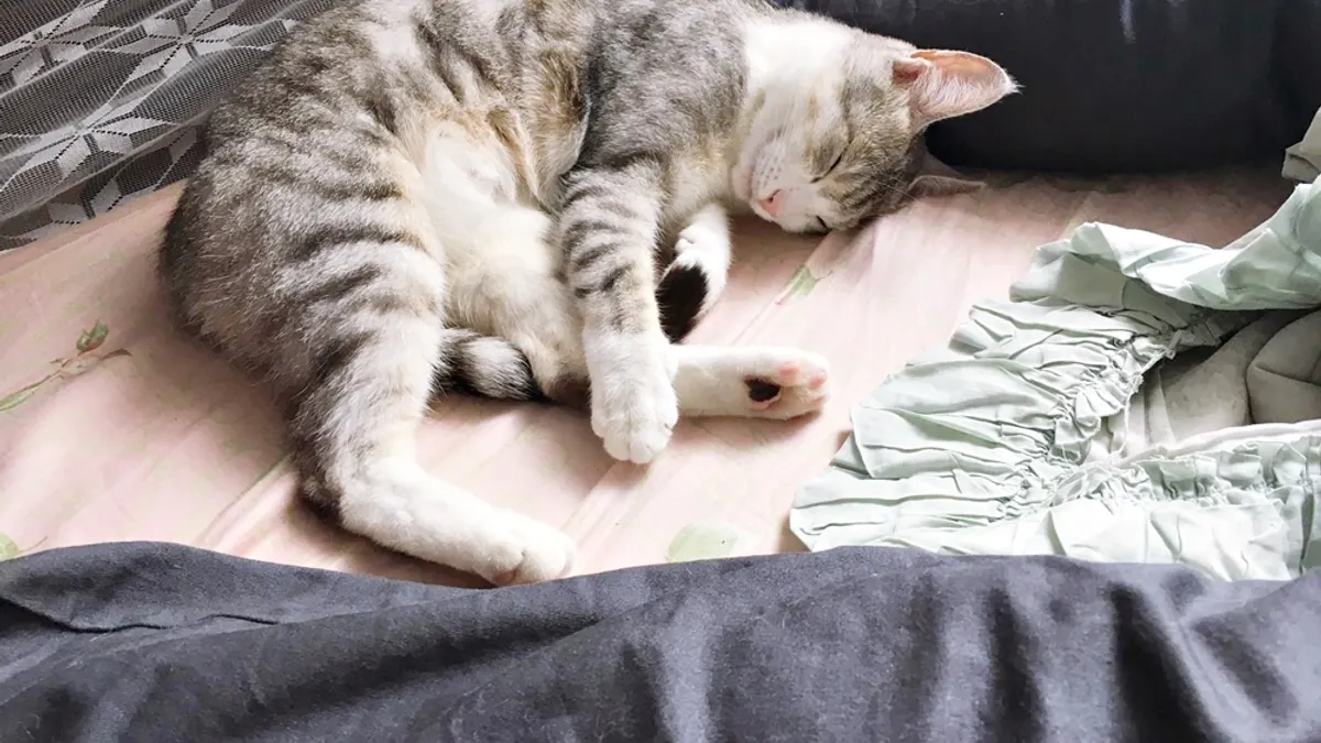 動物溝通師Mia,本身也有一隻可愛的白底灰虎斑貓咪(圖/Mia 動物翻譯年糕@facebook) 動物溝通師Mia,本身也有一隻可愛的白底灰虎斑貓咪(圖/Mia 動物翻譯年糕@facebook)