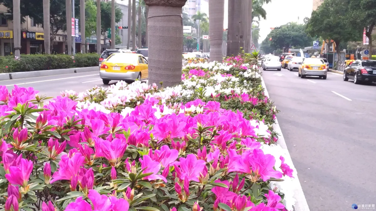 暖冬效應!杜鵑花4月全面攻佔臺北市