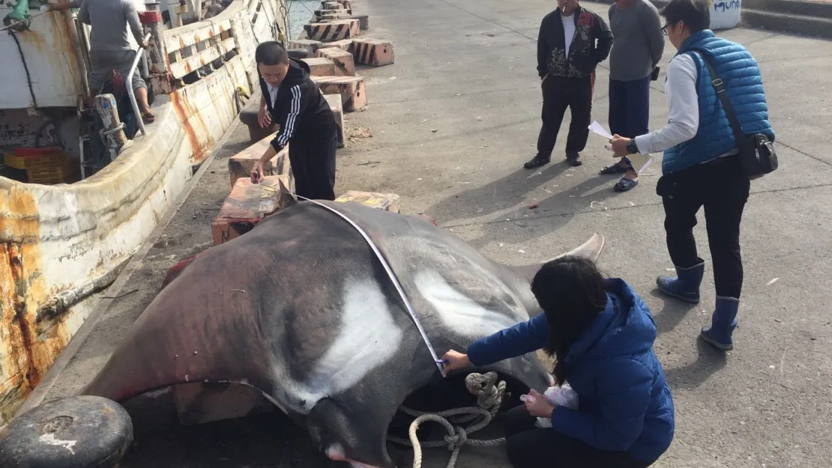 漁船捕獲疑似保育魚鬼蝠魟 通報後肢解販賣