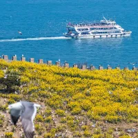 Xinhua Silk Road: Discover the natural beauty of Rongcheng in E China from its flower sea, bird songs Xinhua Silk Road: Discover the natural beauty of Rongcheng in E China from its flower sea, bird songs