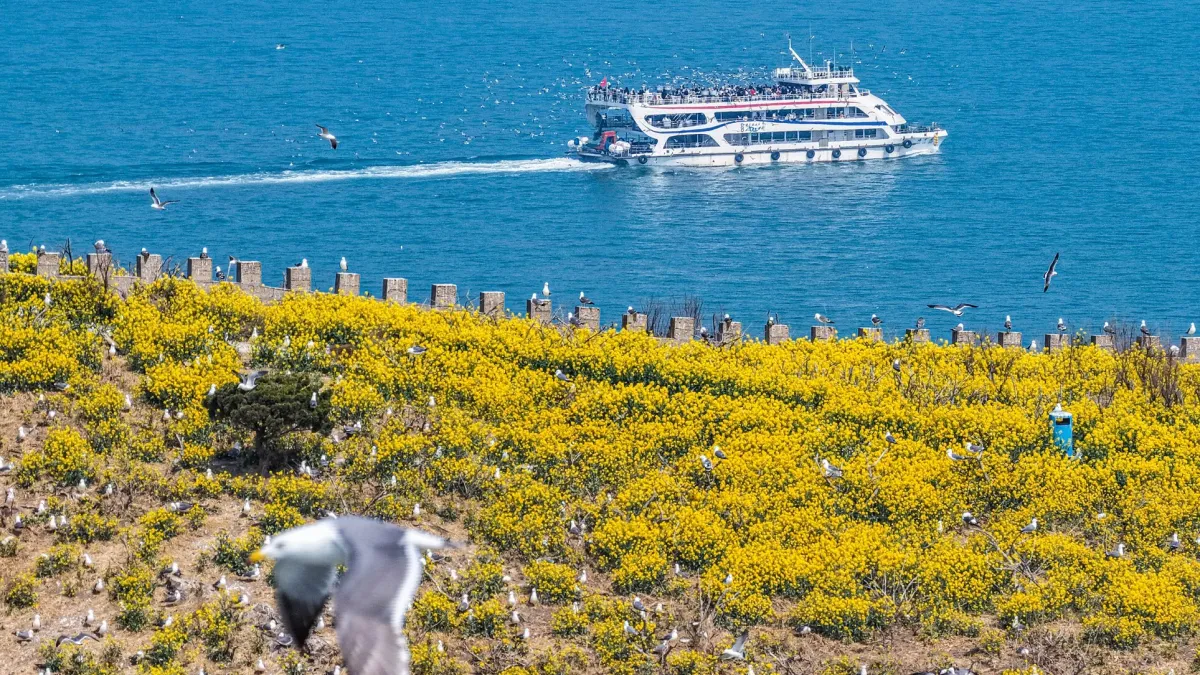 Xinhua Silk Road: Discover the natural beauty of Rongcheng in E China from its flower sea, bird songs