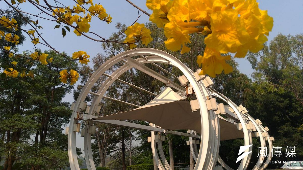 澄清湖的黃花風鈴木逐漸盛開,形成一片黃金花海。(圖/徐炳文攝) 澄清湖的黃花風鈴木逐漸盛開,形成一片黃金花海。(圖/徐炳文攝)