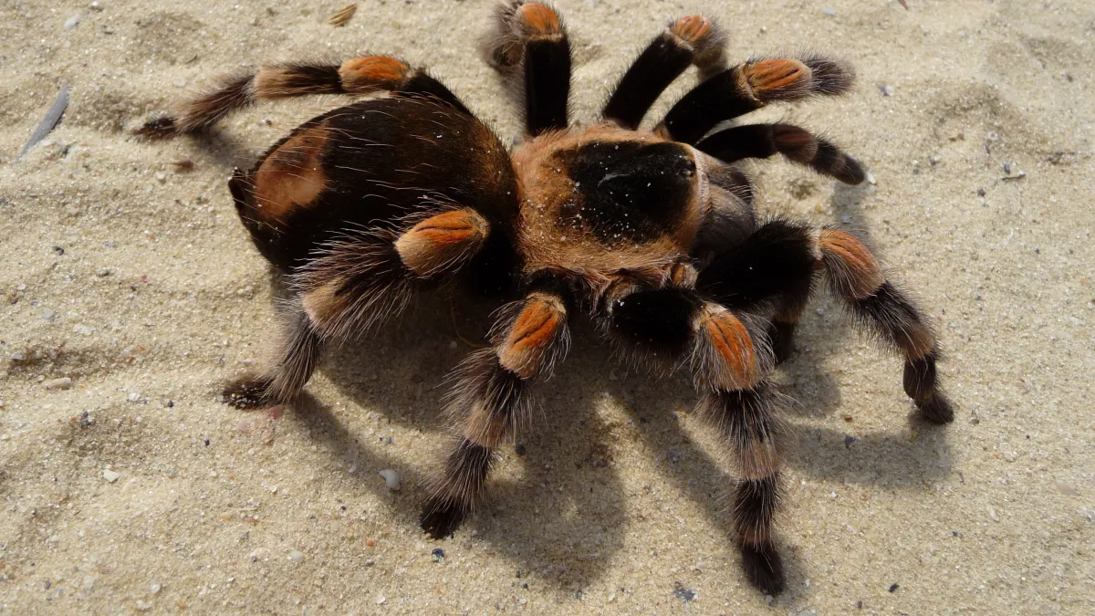 狼蛛(tarantula)(Wikipedia / Public Domain)