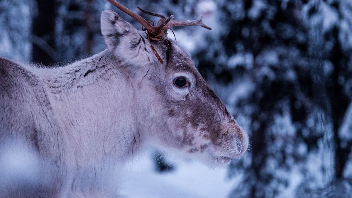 拉雪橇的馴鹿是公的還是母的?有超過6成以上的民眾都答錯了。(示意圖/取自Nathan_Lemon@unsplash) 拉雪橇的馴鹿是公的還是母的?有超過6成以上的民眾都答錯了。(示意圖/取自Nathan_Lemon@unsplash)