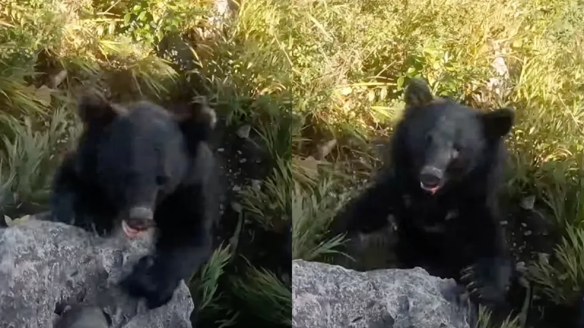 日本一名登山客遭熊從背後襲擊,驚險畫面曝光!(圖/翻攝自YouTube頻道「Bear attacks climber - 登山者と熊」)