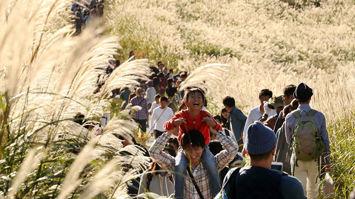 仙石原迎來了觀賞金色芒草穗的最佳時節。(攝於10月15日) 仙石原迎來了觀賞金色芒草穗的最佳時節。(攝於10月15日)