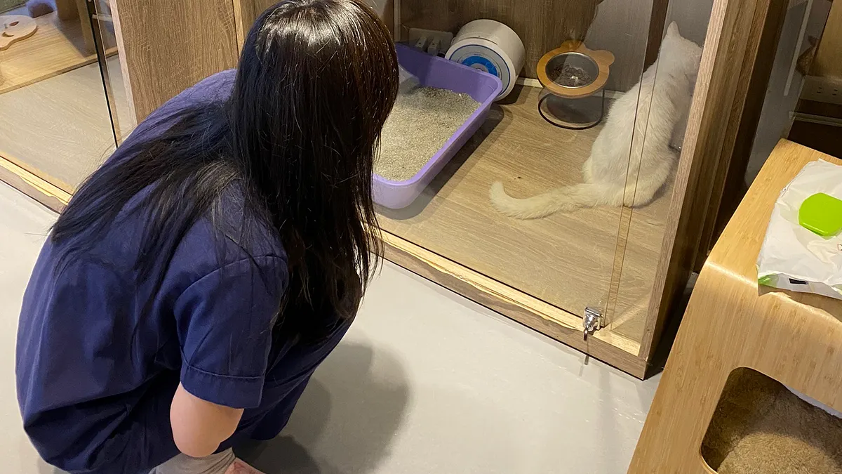 台北市獸醫師公會理事長張振東指出,寵物的糖尿病跟人一樣,是代謝性問題,也有因為基因讓某些狗貓比較容易罹患糖尿病。示意圖。(新北市貓咪旅館店長鄭崴澤提供) 台北市獸醫師公會理事長張振東指出,寵物的糖尿病跟人一樣,是代謝性問題,也有因為基因讓某些狗貓比較容易罹患糖尿病。示意圖。(新北市貓咪旅館店長鄭崴澤提供)