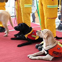 「台南救助犬・Tainan K9」は、救助犬が平常時に装備を着けない本当の理由を指摘している。(写真/台南救助犬・Tainan K9フェイスブック提供) 「台南救助犬・Tainan K9」は、救助犬が平常時に装備を着けない本当の理由を指摘している。(写真/台南救助犬・Tainan K9フェイスブック提供)