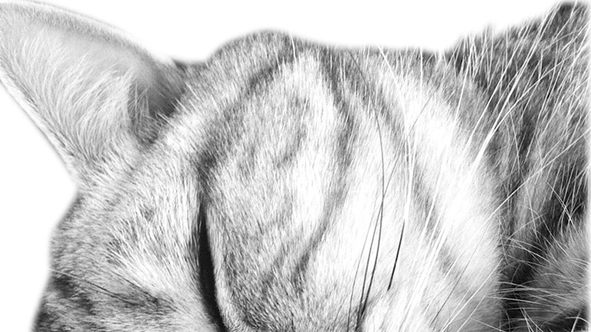 角田光代的愛貓「豆豆」。(圖/聯合文學提供) 角田光代的愛貓「豆豆」。(圖/聯合文學提供)