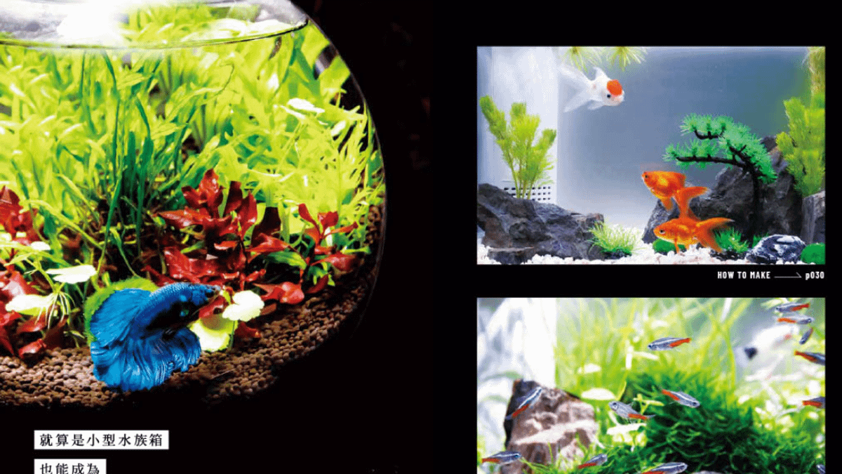 對於那些不太能承受水質變化的水中生物而言,維持水族箱的內部環境是一件必做的事。(圖/東販出版提供) 對於那些不太能承受水質變化的水中生物而言,維持水族箱的內部環境是一件必做的事。(圖/東販出版提供)