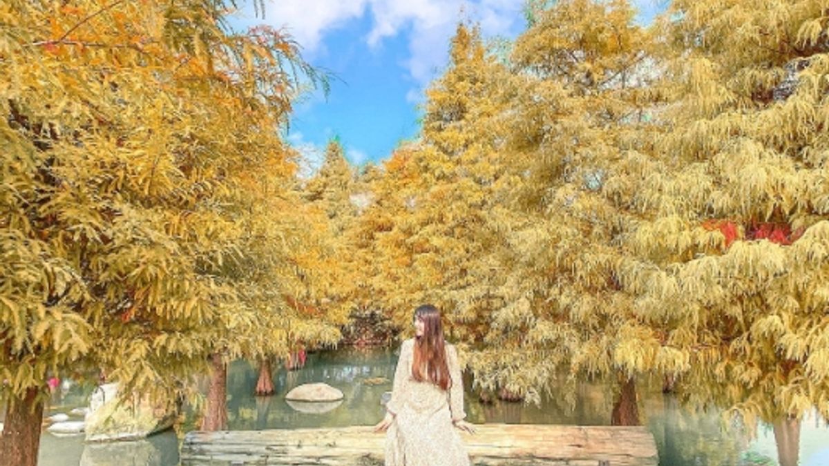 8大落羽松秘境推薦,圖為泰安羽粼落羽松。(圖/IG@hihilittle提供授權) 8大落羽松秘境推薦,圖為泰安羽粼落羽松。(圖/IG@hihilittle提供授權)