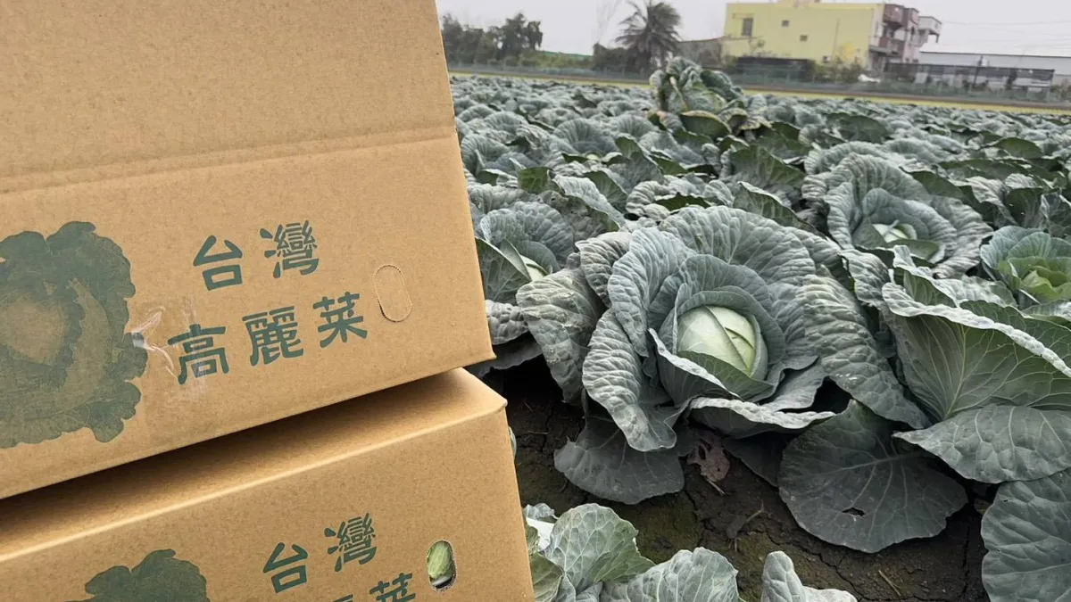 The second batch of 18 tons of Taiwanese cabbage set sail from Kaohsiung Port. (Photo / Taipei Agricultural Products Marketing Corporation)