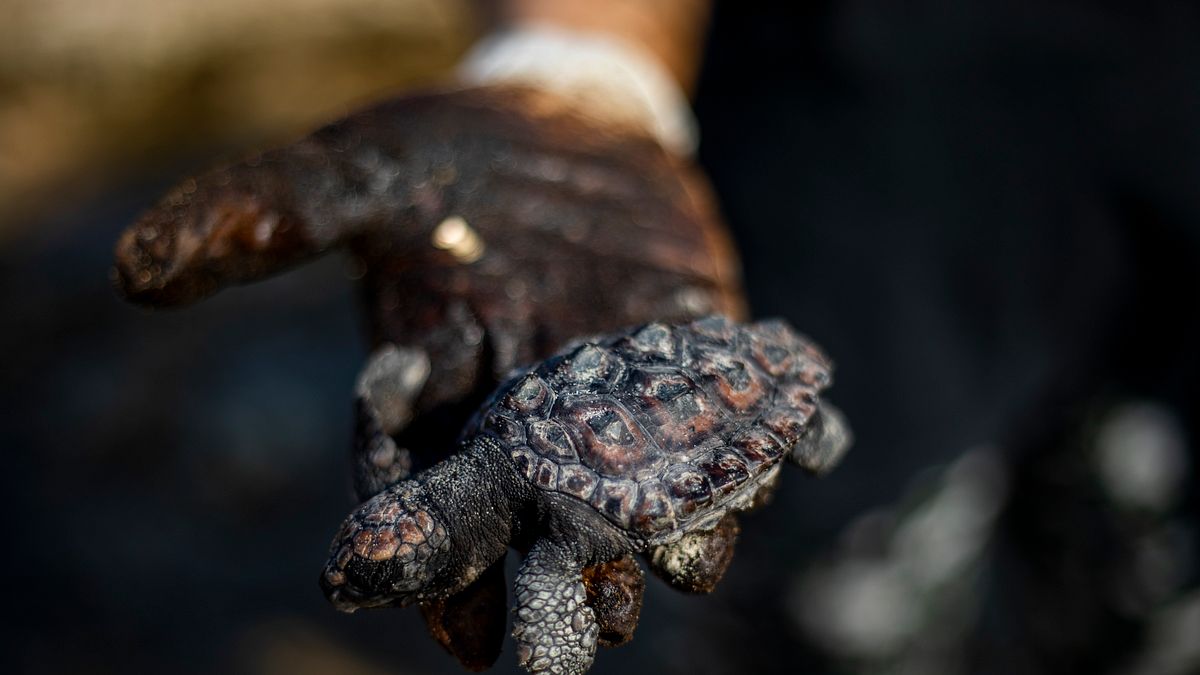 傳說中浦島太郎進入海底龍宮是搭乘海龜,如果沒有海龜的帶路,一般人根本找不到龍宮的神祕地點。(示意圖,美聯社) 傳說中浦島太郎進入海底龍宮是搭乘海龜,如果沒有海龜的帶路,一般人根本找不到龍宮的神祕地點。(示意圖,美聯社)