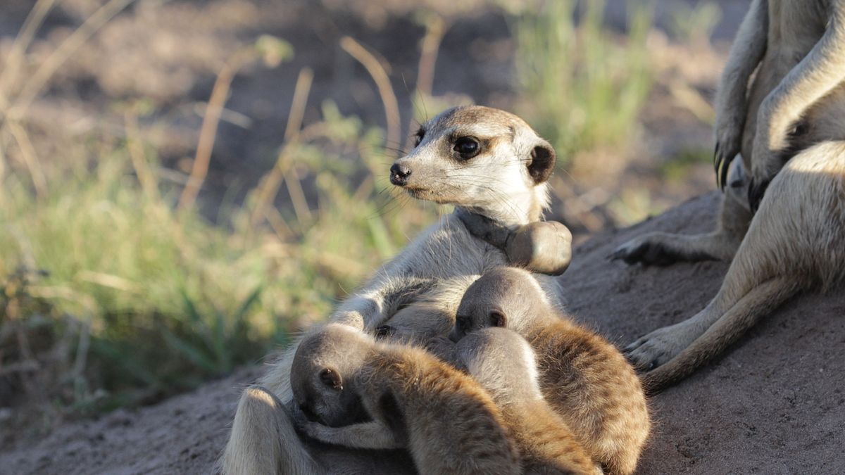 剛升格為媽媽的狐獴,所留下的最後身影。(圖/時報出版提供) 剛升格為媽媽的狐獴,所留下的最後身影。(圖/時報出版提供)