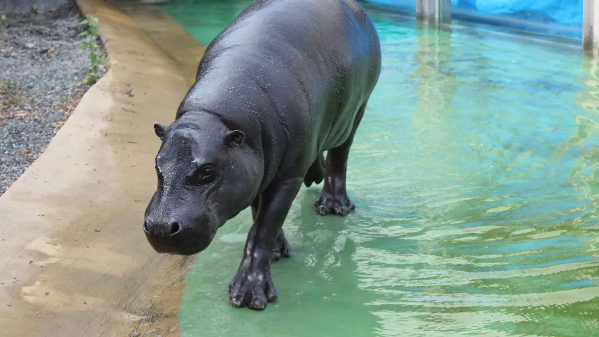 壽山動物園打造新家 河馬「秋吉」歡喜入住