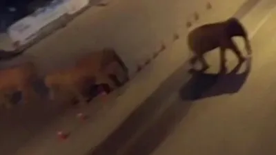 畫面顯示,這些亞洲象穿越了多個城鎮,在馬路上跋涉。.