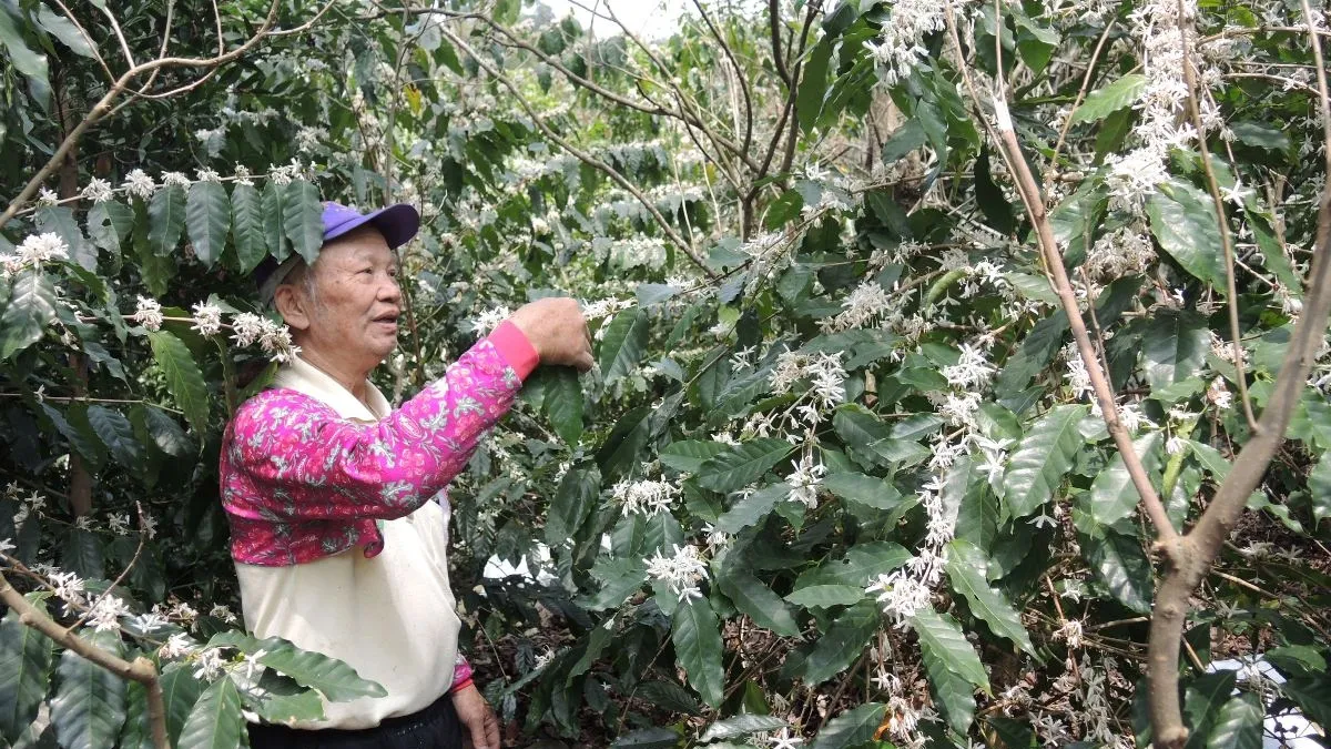 二水遍野成串咖啡花 「招蜂引蝶」尋樂趣