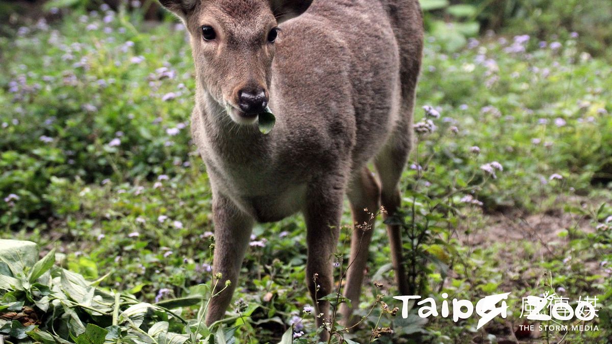 台灣動物區去年出生的梅花鹿「梅冠」,頭上已經長出一對小巧的鹿茸。(北市動物園提供) 台灣動物區去年出生的梅花鹿「梅冠」,頭上已經長出一對小巧的鹿茸。(北市動物園提供)