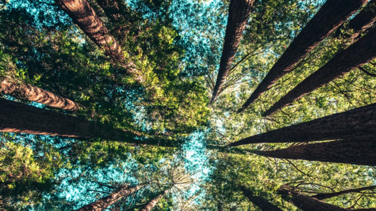 入夜的亞馬遜雨林生氣蓬勃,各種動物、昆蟲紛紛出來蹓躂,喜歡大自然的朋友一生絕對要來體驗一次!(圖/截自unsplash)
