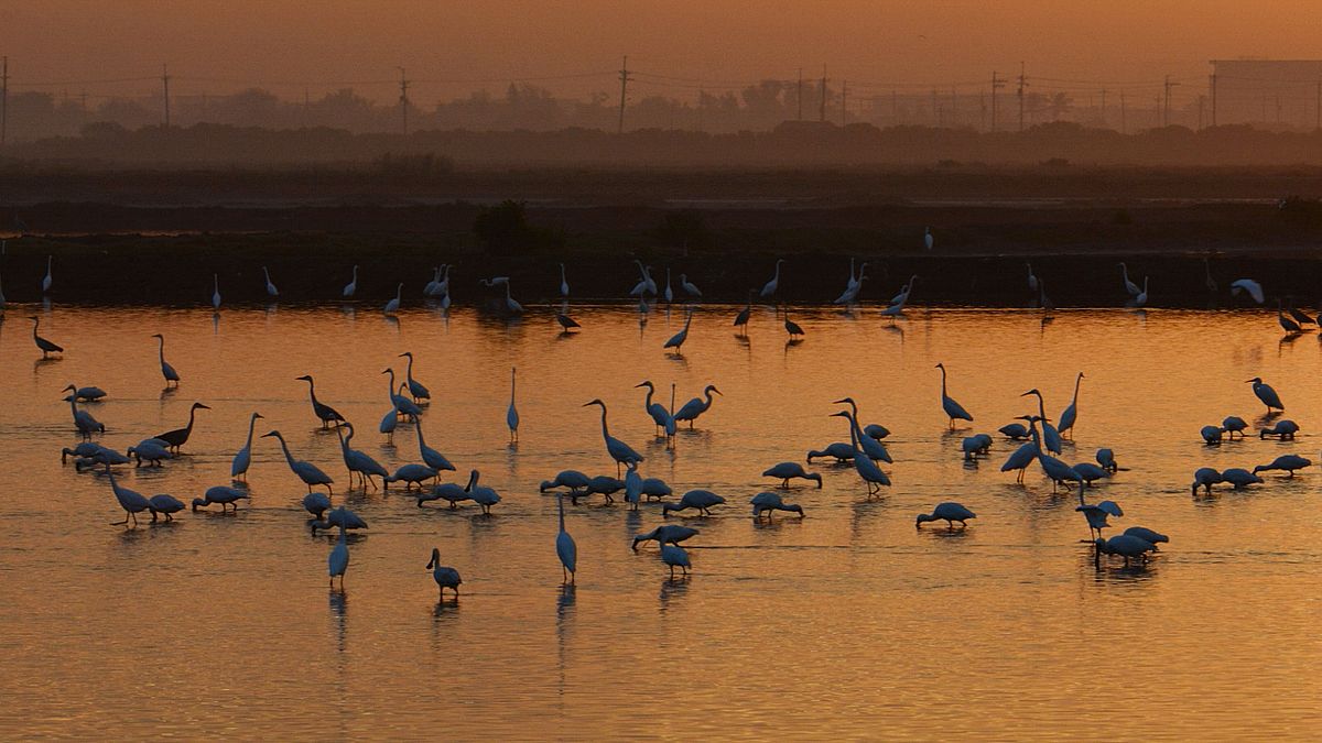 台灣保育有成,全球4000多隻黑面琵鷺每年有半數以上來台過冬。(郭東輝攝/取自中華鳥會) 台灣保育有成,全球4000多隻黑面琵鷺每年有半數以上來台過冬。(郭東輝攝/取自中華鳥會)