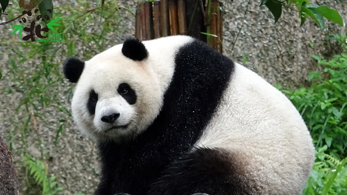 大貓熊家族只有趁天氣轉涼才有機會到戶外玩耍。(圖/台北市政府提供)