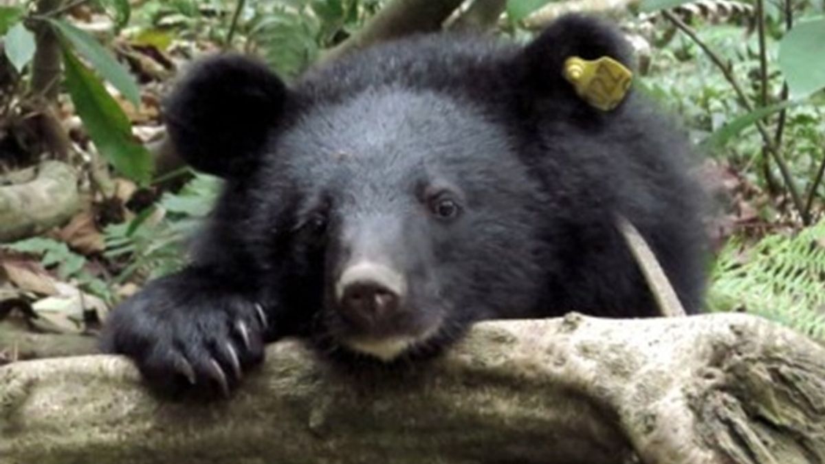 朱淑娟專欄:宰殺4隻台灣黑熊判無罪,野生動物保育難