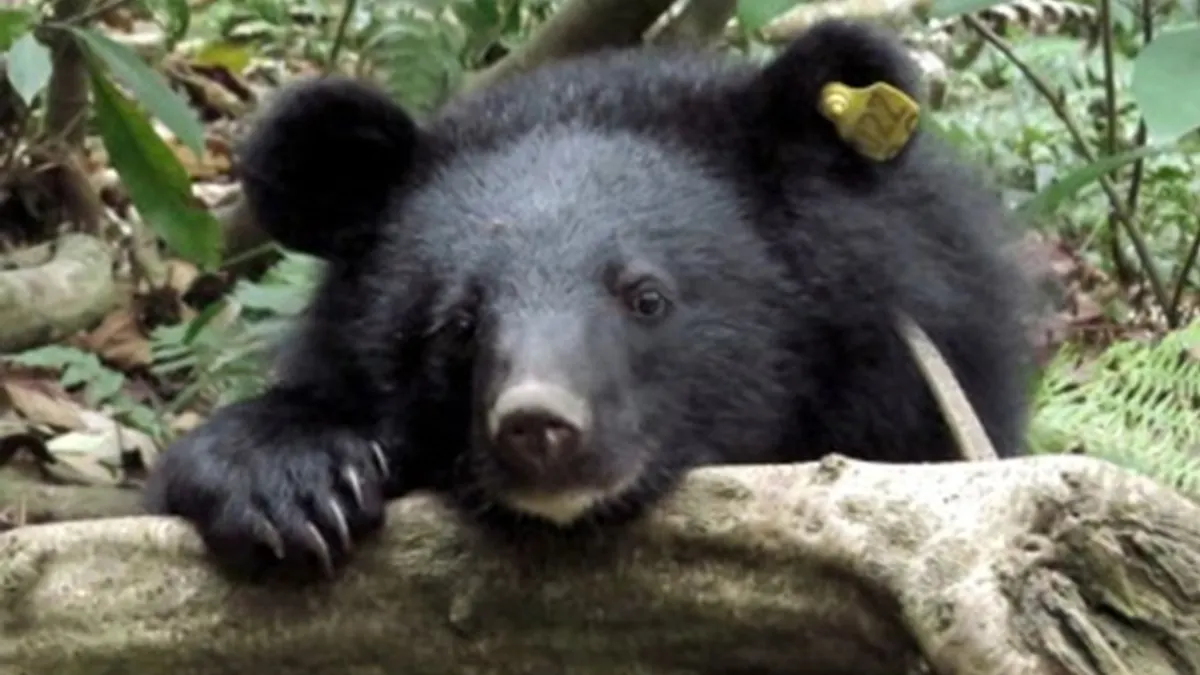 轟動一時的台灣4隻黑熊獵捕、宰殺案,11月26日屏東地方法院,判決被告9人無罪,台灣瀕臨絕種保育類動物,陷入保育危機。(圖/農業部提供) 轟動一時的台灣4隻黑熊獵捕、宰殺案,11月26日屏東地方法院,判決被告9人無罪,台灣瀕臨絕種保育類動物,陷入保育危機。(圖/農業部提供)