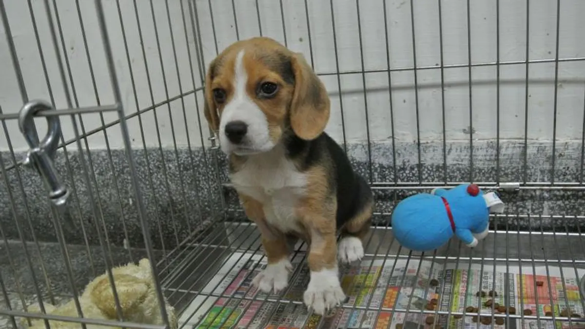 這麼可愛的狗,怎麼忍心虐待。(新北市動保處) 這麼可愛的狗,怎麼忍心虐待。(新北市動保處)