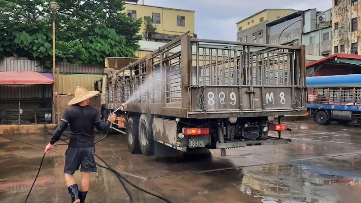 運豬車司機進行運輸車輛裝載箱籠平台消毒作業。(圖/新北市動保處提供)