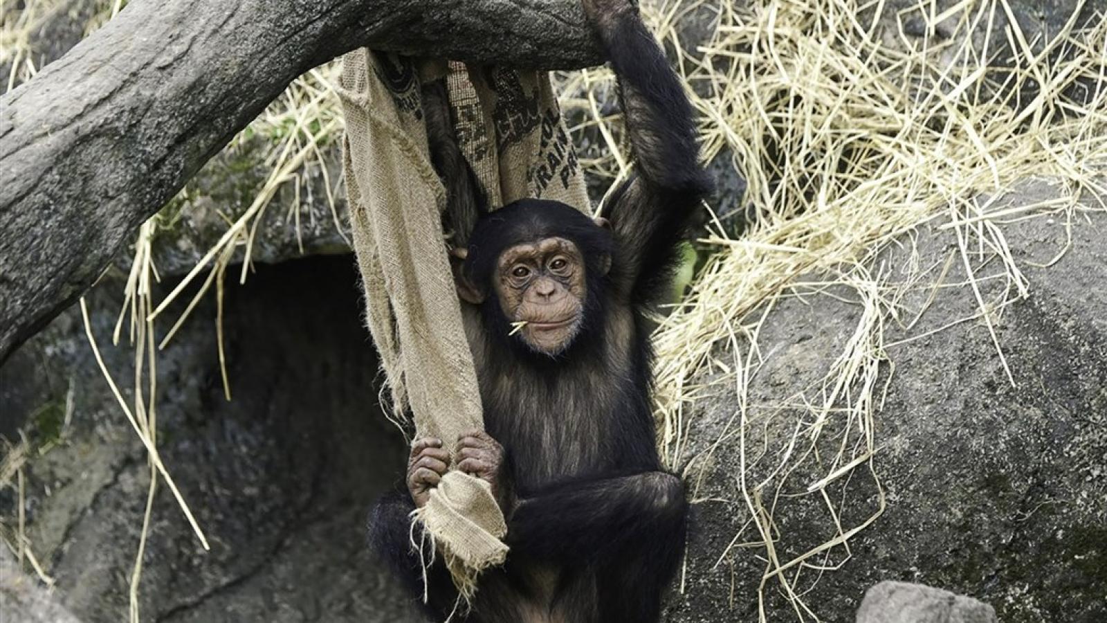 北市動物園2隻黑猩猩脫逃!44歲「小強」攜11歲「娃智」翻牆 園方吹箭麻醉落網