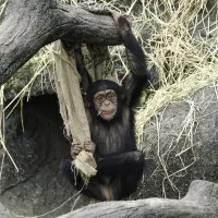 台北市立動物園17日發生動物脫逃事件,44歲雄性黑猩猩「小強」、11歲「娃智」(見圖)脫離活動場,均已圍捕帶回。(中央社) 台北市立動物園17日發生動物脫逃事件,44歲雄性黑猩猩「小強」、11歲「娃智」(見圖)脫離活動場,均已圍捕帶回。(中央社)