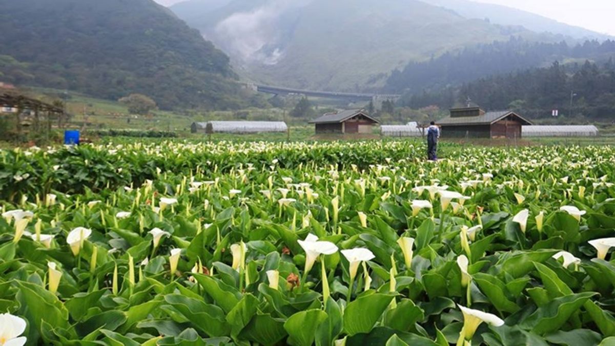 陽明山頂湖地區海芋花況佳! 想看夢幻白色花海來這裡就對了(台北市政府提供) 陽明山頂湖地區海芋花況佳! 想看夢幻白色花海來這裡就對了(台北市政府提供)