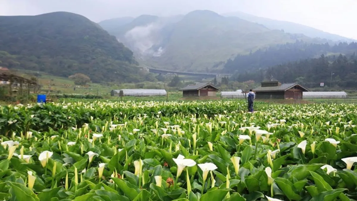 陽明山頂湖地區海芋花況佳! 想看夢幻白色花海來這裡就對了(台北市政府提供)
