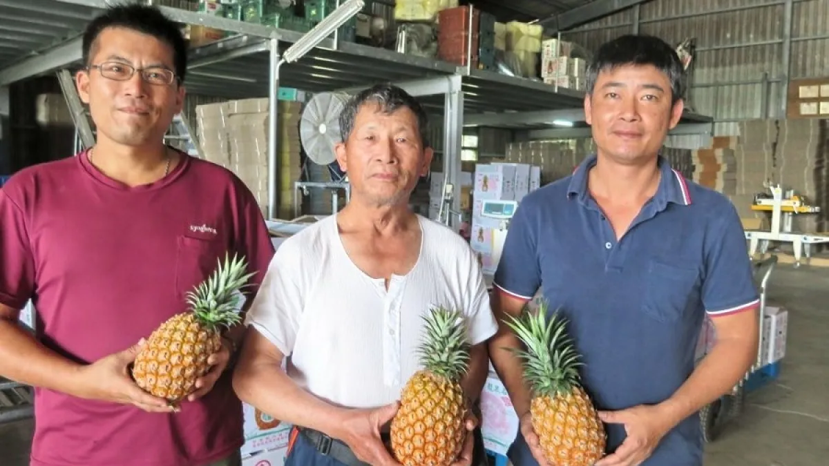 內埔兄弟檔悉心栽種 香甜鳳梨外銷大陸市場夯