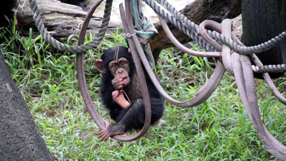 黑猩猩家族添生力軍 「妮慧」滿月媽媽抱緊緊 黑猩猩家族添生力軍 「妮慧」滿月媽媽抱緊緊