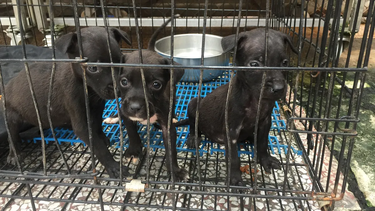 建築老舊 新店動物之家將整建