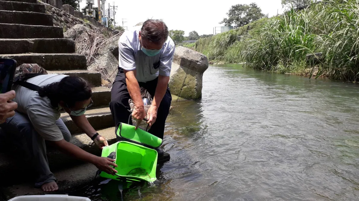 新社區食水嵙溪二級珍貴稀有保育野生魚類「台灣副細鯽」(俗名為台灣白魚)在乾旱季節 面臨生存危機,農業局進行移地畜養與照顧後,因為近日梅雨季節充沛雨量,已經將白魚放流回原棲地-市府農業局蔡精強局長親自執行放流工作。(圖/台中市政府)