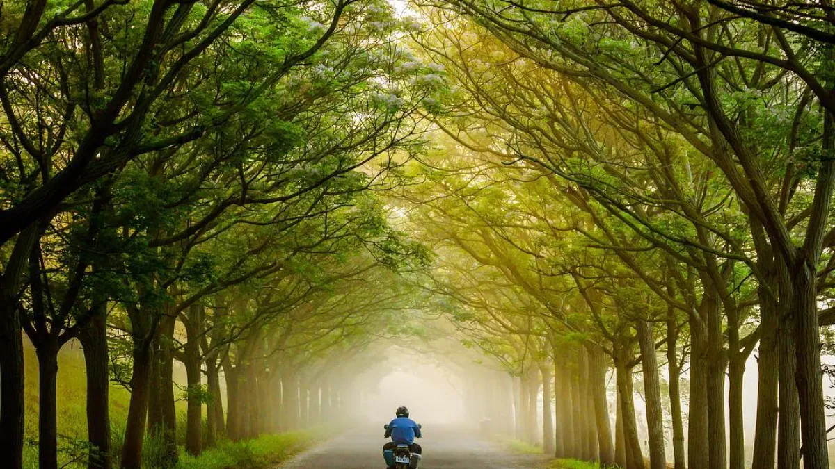 嘉義縣六腳鄉的苦楝花隧道擁有迷人綠蔭,常吸引旅客駐足(圖/台灣旅行小幫手)