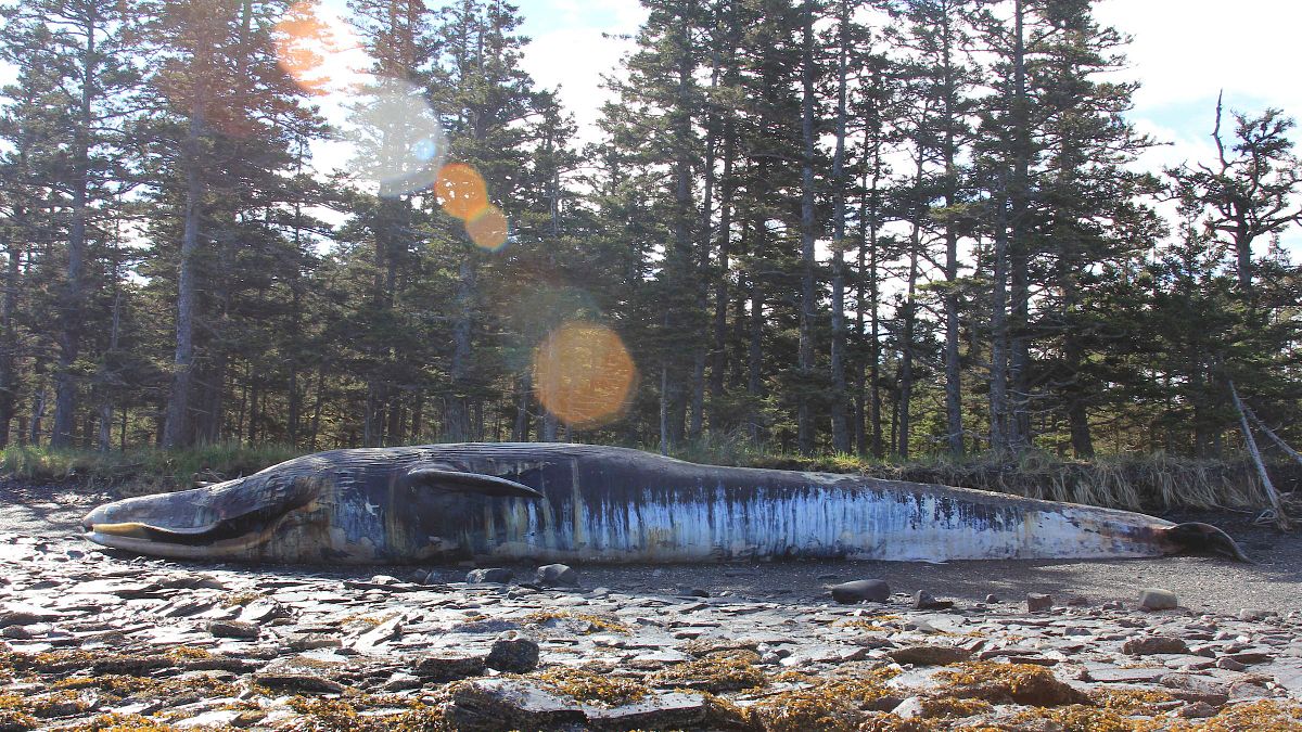 今年6月5日,長鬚鯨死亡並擱淺於阿拉斯加海岸,成首宗個案。(美聯社) 今年6月5日,長鬚鯨死亡並擱淺於阿拉斯加海岸,成首宗個案。(美聯社)
