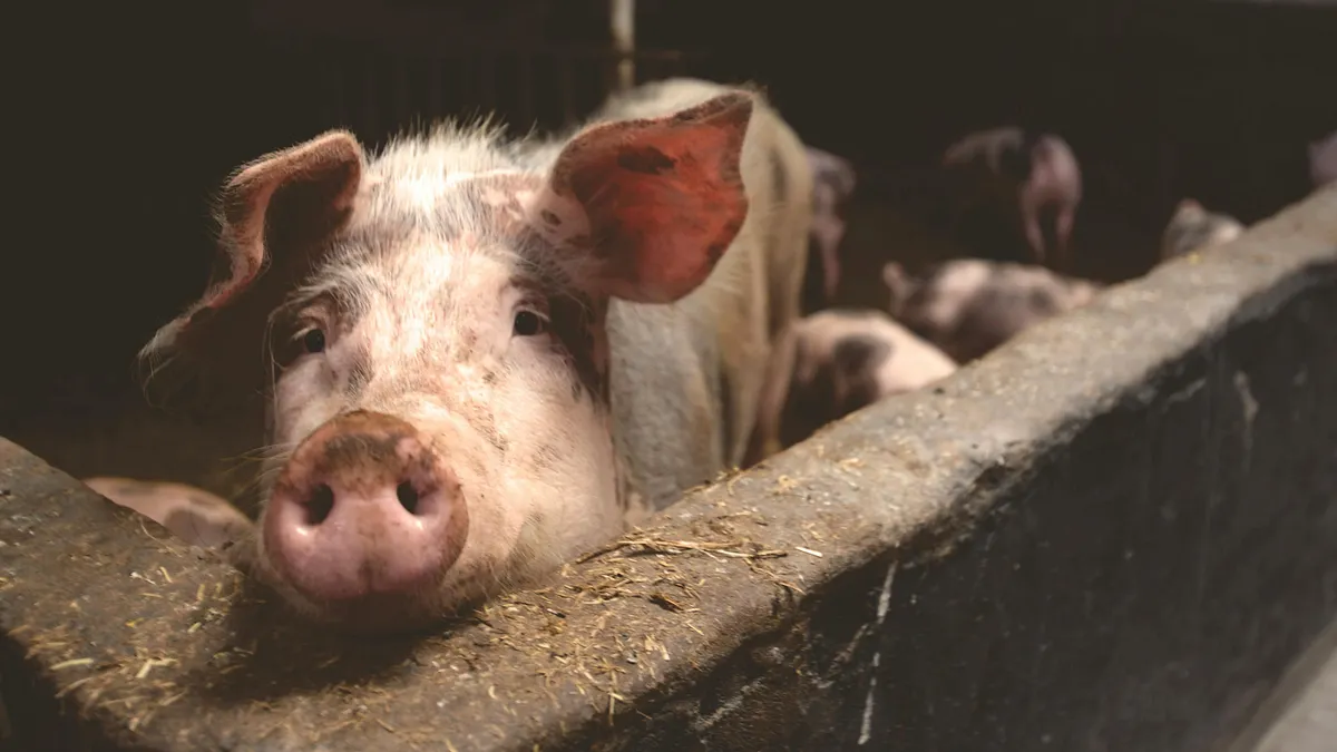アフリカ豚熱ウイルスは人には感染しないものの、畜産業にとっては養豚生産チェーン全体が大きな試練に直面していることを意味する。(イメージ写真/Pexelsより) アフリカ豚熱ウイルスは人には感染しないものの、畜産業にとっては養豚生産チェーン全体が大きな試練に直面していることを意味する。(イメージ写真/Pexelsより)