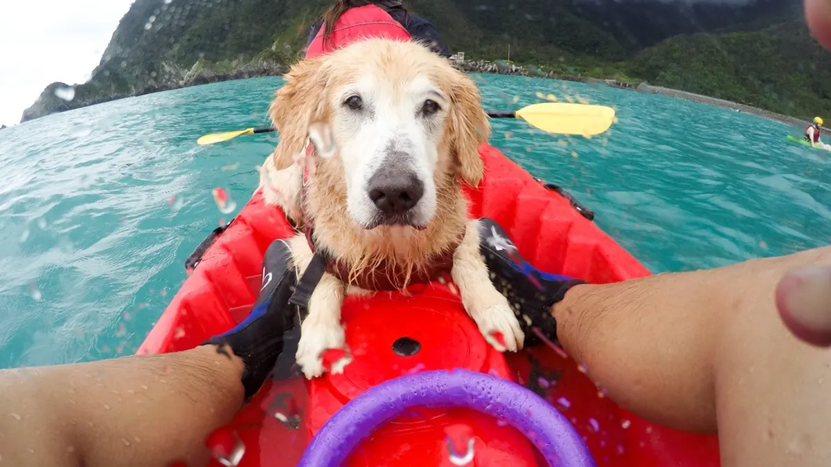 寵物旅遊正夯 帶毛小孩一起旅遊趣吧!