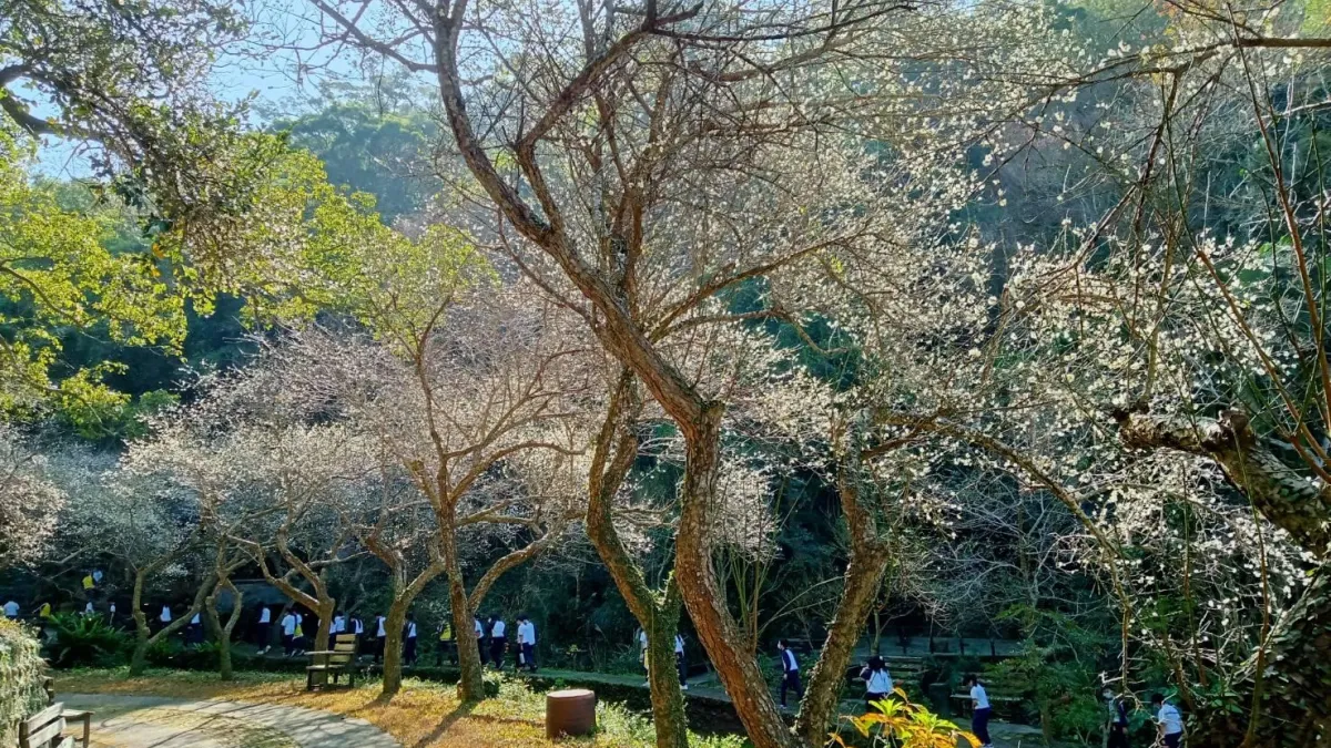 位於苗栗縣苑裡鎭的華陶窯,已進入梅花季。(華陶窯提供)