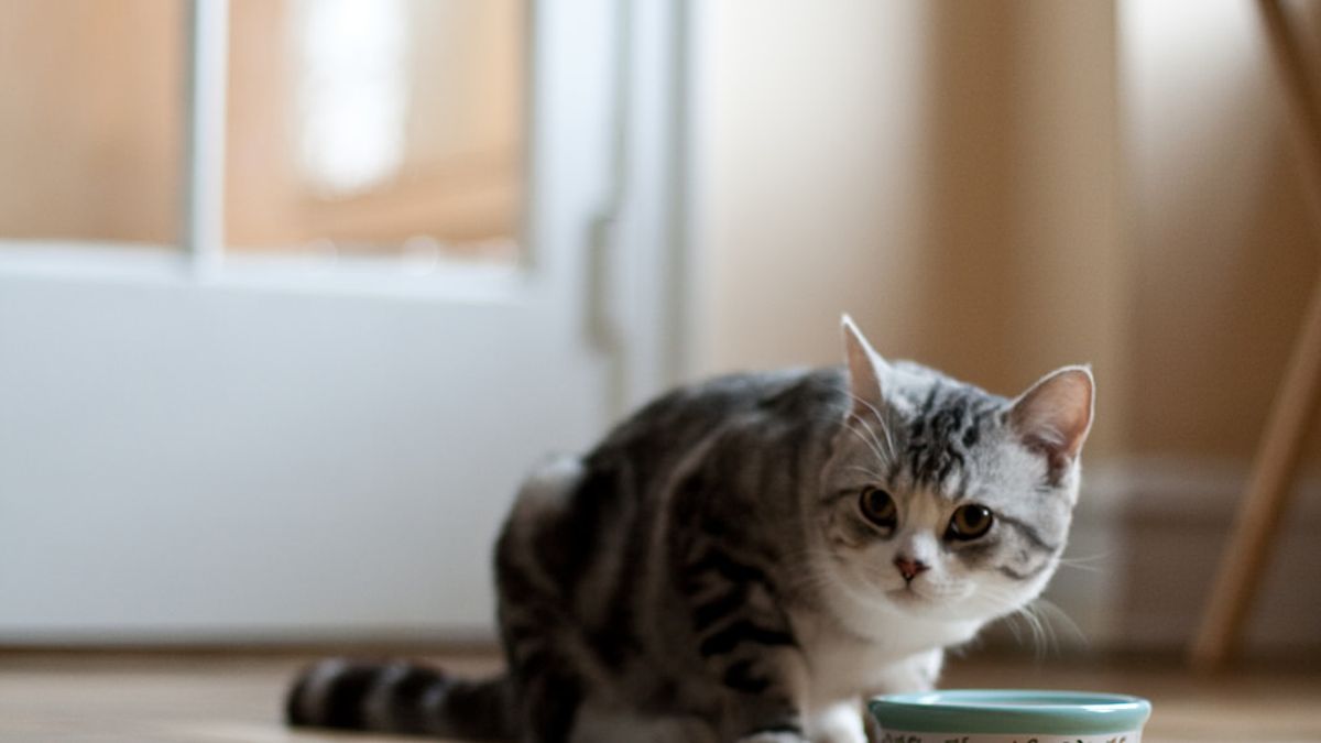 貓咪的挑嘴等級,讓人不禁要封牠們為太皇太后。(圖/Tom Thai@flickr) 貓咪的挑嘴等級,讓人不禁要封牠們為太皇太后。(圖/Tom Thai@flickr)