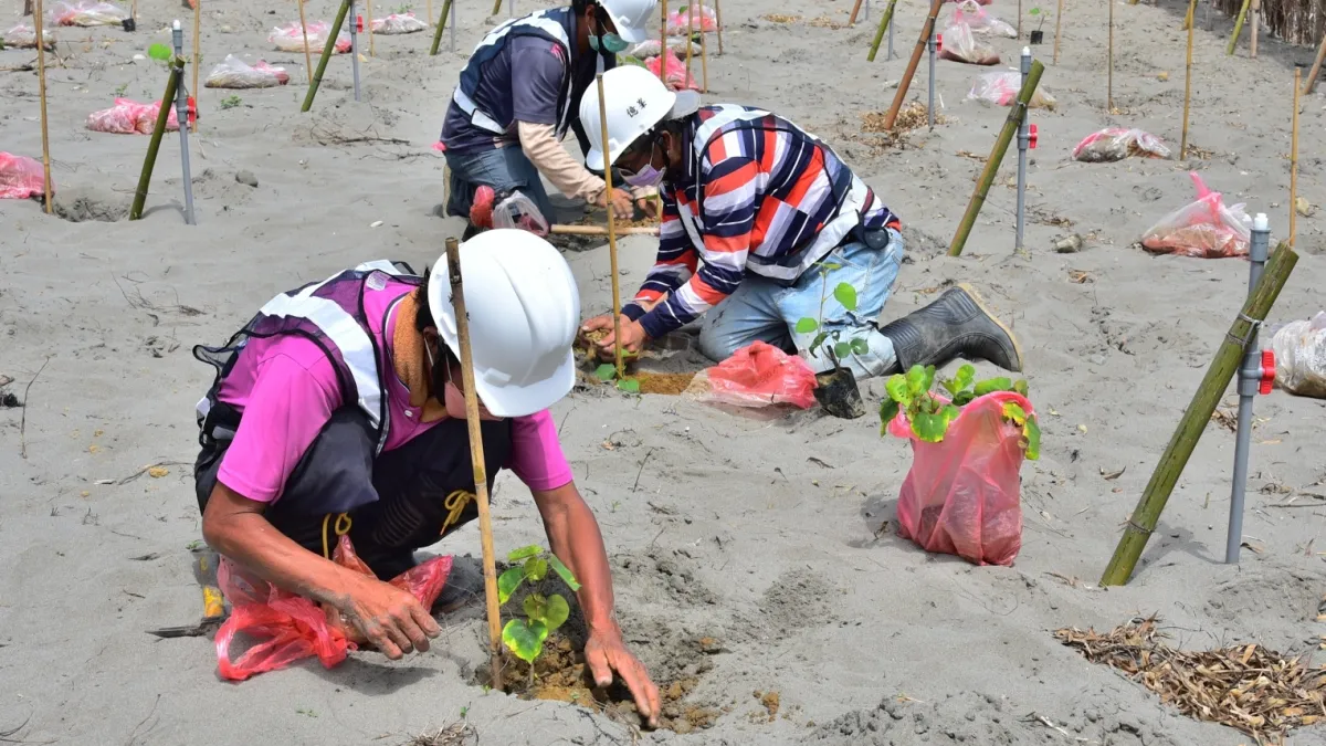台中市府觀旅局5月下旬在大安濱海樂園海堤外灘,以造林方式復育海岸天然林,原先規劃由大安在地居民親手種植,因日疫情升溫,改由觀旅局植樹,並請台灣山林復育協會協助指導。(圖/台中市政府)