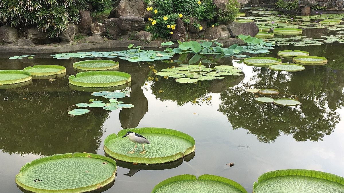 雙溪公園大王蓮 體驗輕功水上漂 雙溪公園大王蓮 體驗輕功水上漂